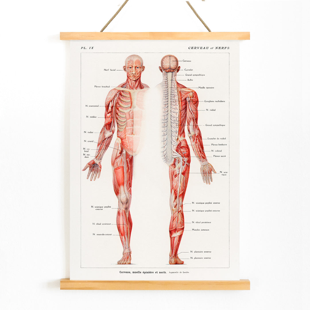 Antique anatomical illustration poster of the human nervous system by Galtier-Boissiere and Emile featuring cerveau moelle epiniere et nerfs, with wooden magnetic frame on white background
