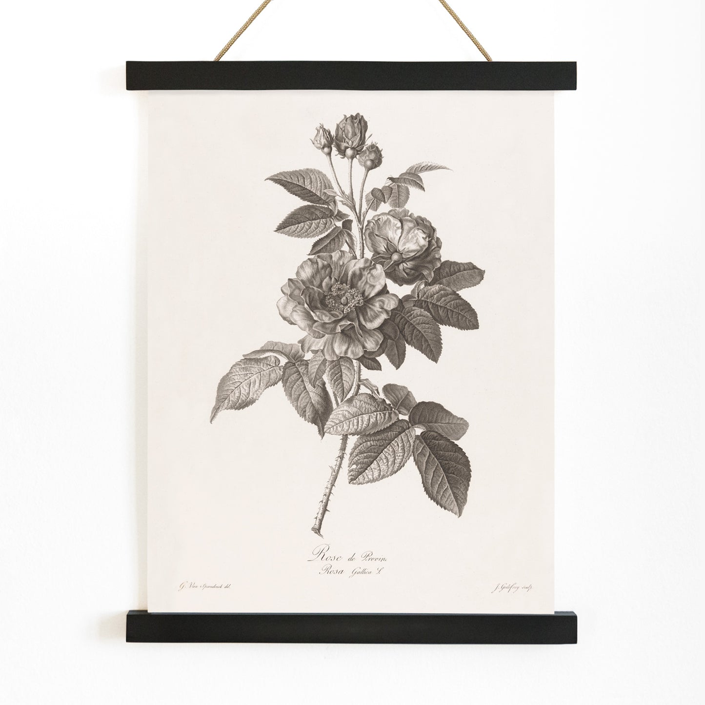Botanical illustration of blooming Rose de Provins branch by Jean Godefroy poster, with wooden magnetic frame on white background