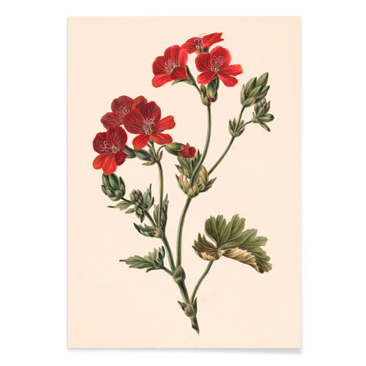 Botanical illustration of red flowers with green leaves by M de Gijselaar poster artwork, with black aluminium frame on white background