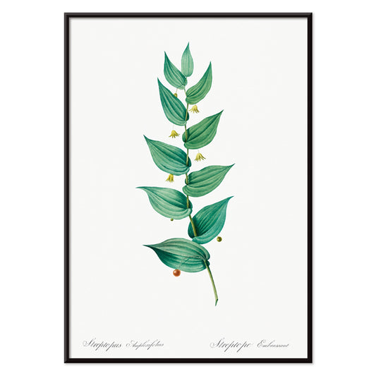 Botanical illustration poster of twistedstalk plant from Les liliacees by Pierre Joseph Redoute with green leaves and berries, with black aluminium frame on white background