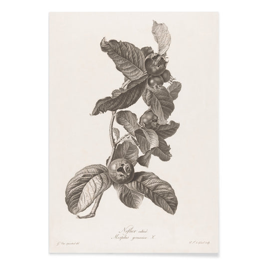 Black and white botanical illustration of medlar fruit and leaves by Pierre Francois Legrand, with black aluminium frame on white background