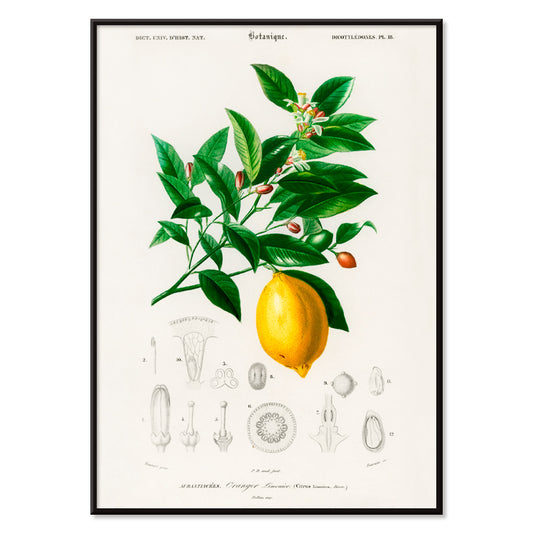 Botanical illustration poster of Lemon Citrus Limonium by Charles Dessalines D Orbigny with detailed plant drawings, with black aluminium frame on white background