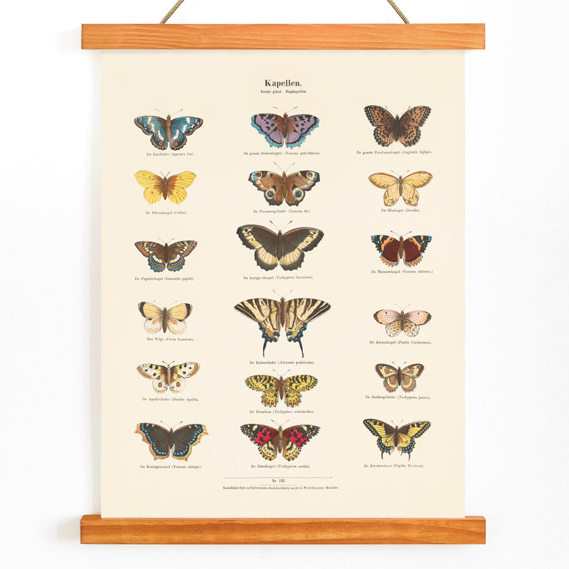 Vintage butterfly illustration and poster showing various butterfly species from Collection of Butterflies by Ernst Frohlich detailed artwork, with wooden magnetic frame on white background