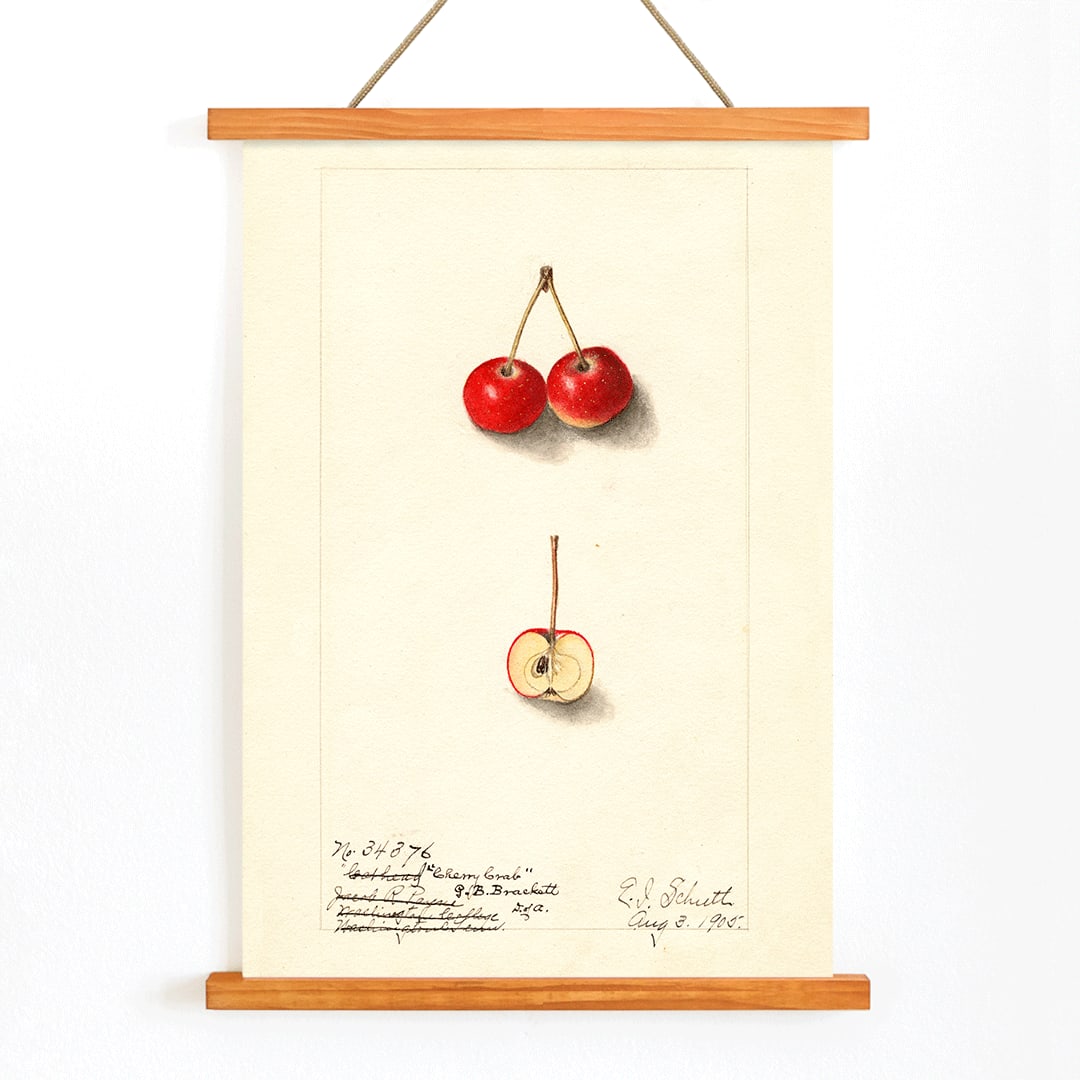 Watercolor illustration by Ellen Isham Schutt of Malus Cherry Crab showing two whole cherries and one halved cherry poster, with wooden magnetic frame on white background