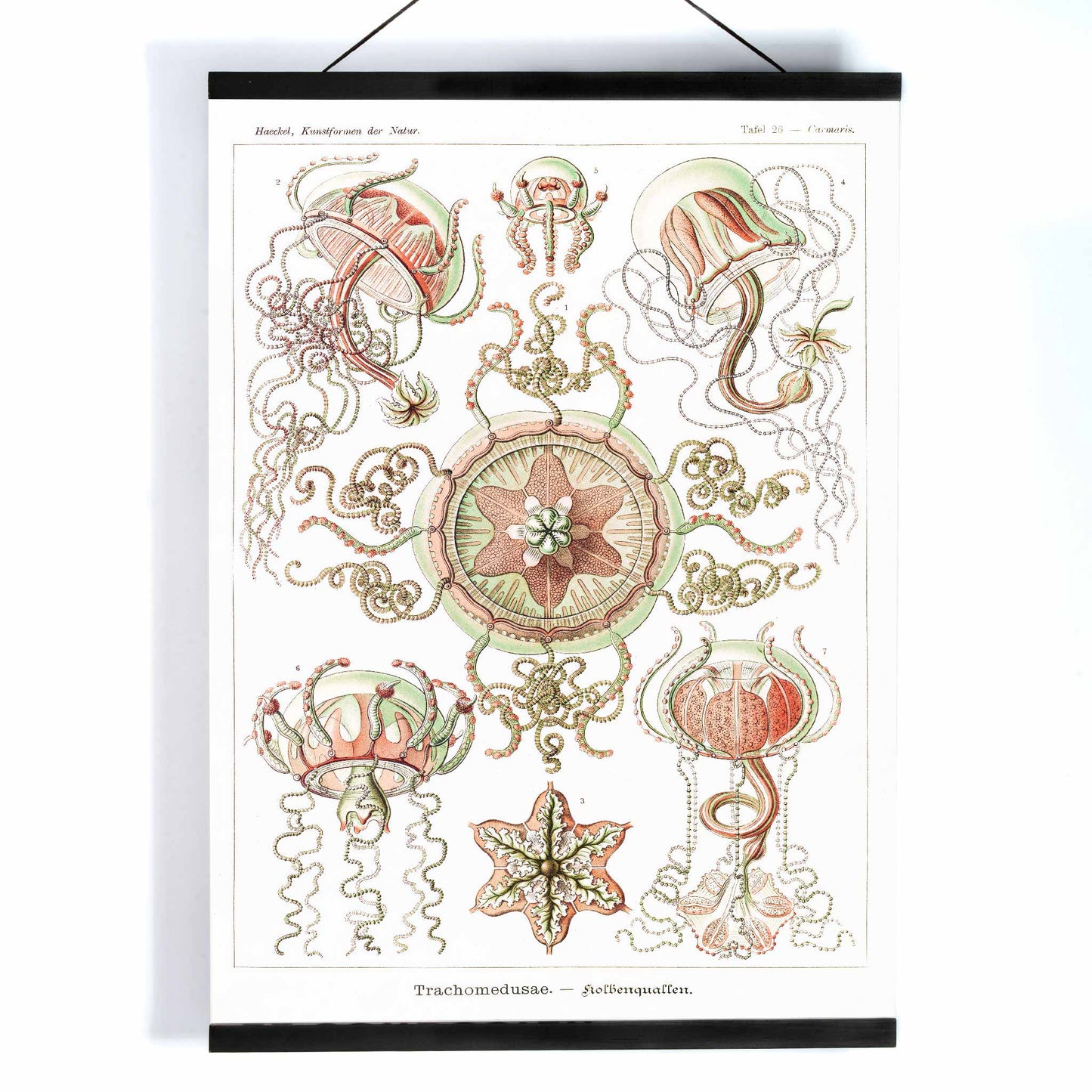 Colorful artistic illustration of jellyfish and marine life from Trachomedusae Kolbenquallen by Ernst Haeckel Kunstformen der Natur, with wooden magnetic frame on white background