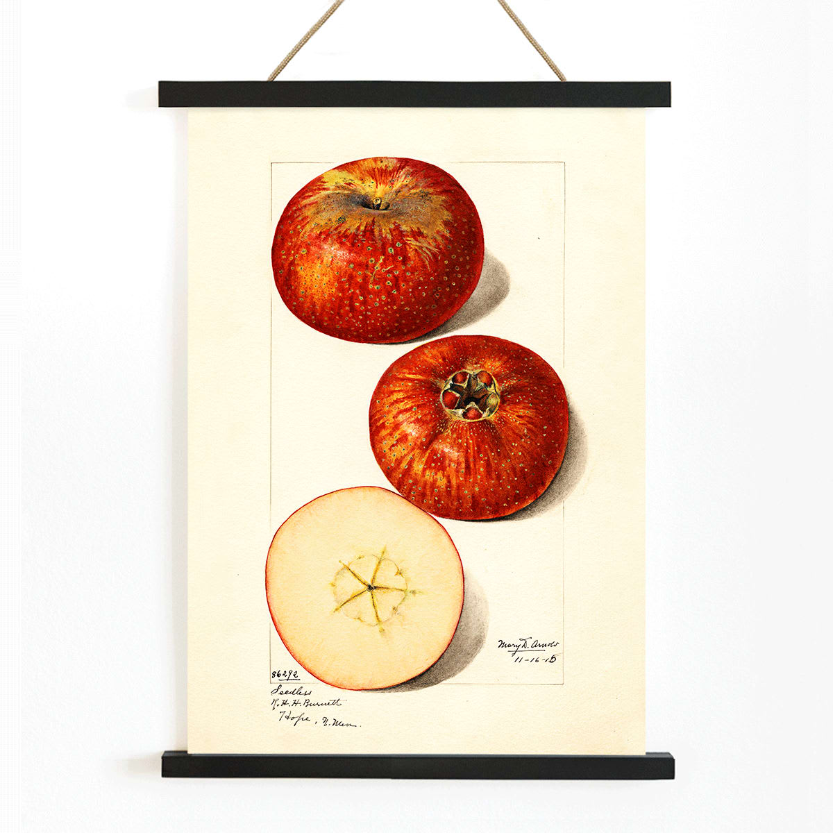 Malus domestica apples watercolor illustration by Mary Daisy Arnold showing whole and sliced fruits detailed artwork poster, with wooden magnetic frame on white background