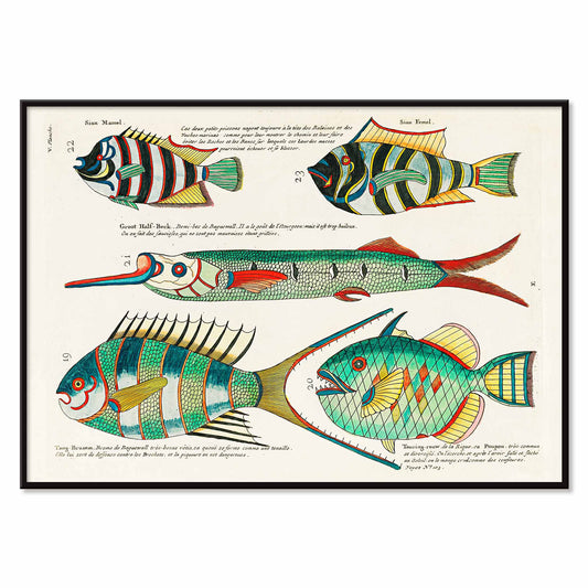 Colorful and surreal illustrations of Moluccas fishes by Louis Renard from Histoire naturelle des plus rares curiositez poster, with black aluminium frame on white background