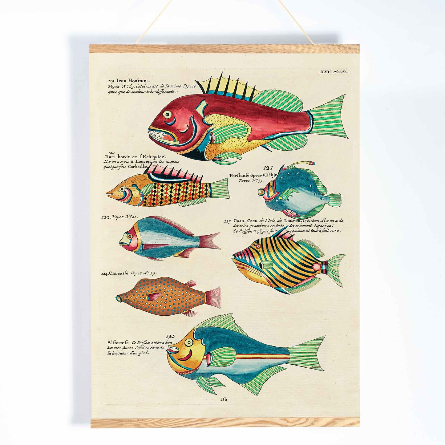 Colourful surreal fish illustrations by Louis Renard from Histoire naturelle des plus rares curiositez de la mer des Indes poster, with wooden magnetic frame on white background