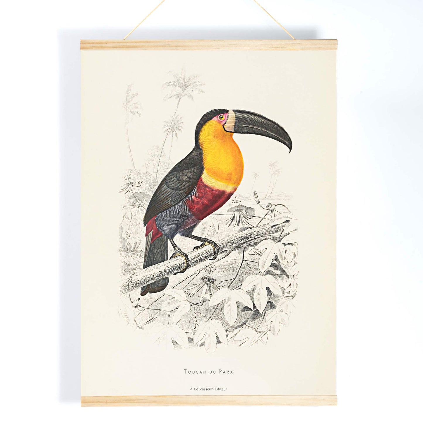 Colorful Toucan du Para perched on a branch poster artwork by Georges Louis Leclerc, with wooden magnetic frame on white background