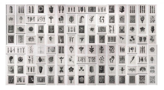 Blossfeldt - Urformen der Kunst, 1928
