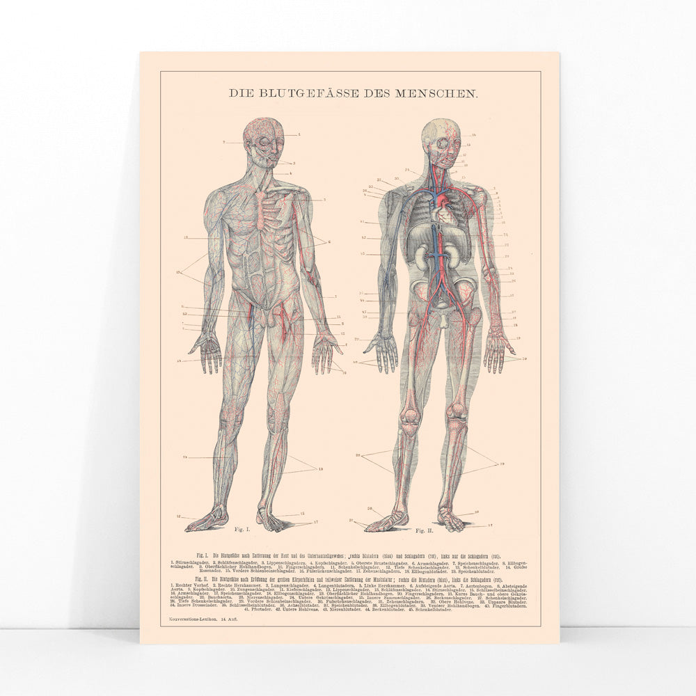Anatomical illustration and poster of human circulatory system and blood vessels titled Human Blood System by Institute of Liepzig for educational use, framed and displayed in modern living room decor