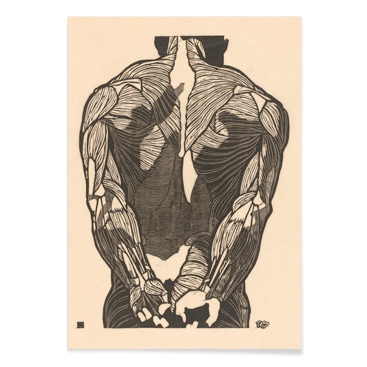 Detailed anatomical illustration of human back muscles artwork titled Back Muscles by Reijer Stolk with intricate linework, with black aluminium frame on white background