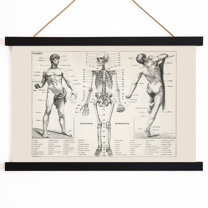 Vintage anatomical poster showing human body and skeleton anatomical diagrams by Larousse Pierre Auge and Claude, with wooden magnetic frame on white background