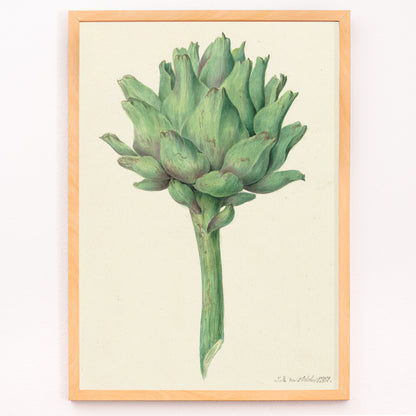 Closeup detail of Botanical illustration poster of a green artichoke by Jean Bernard detailed artwork