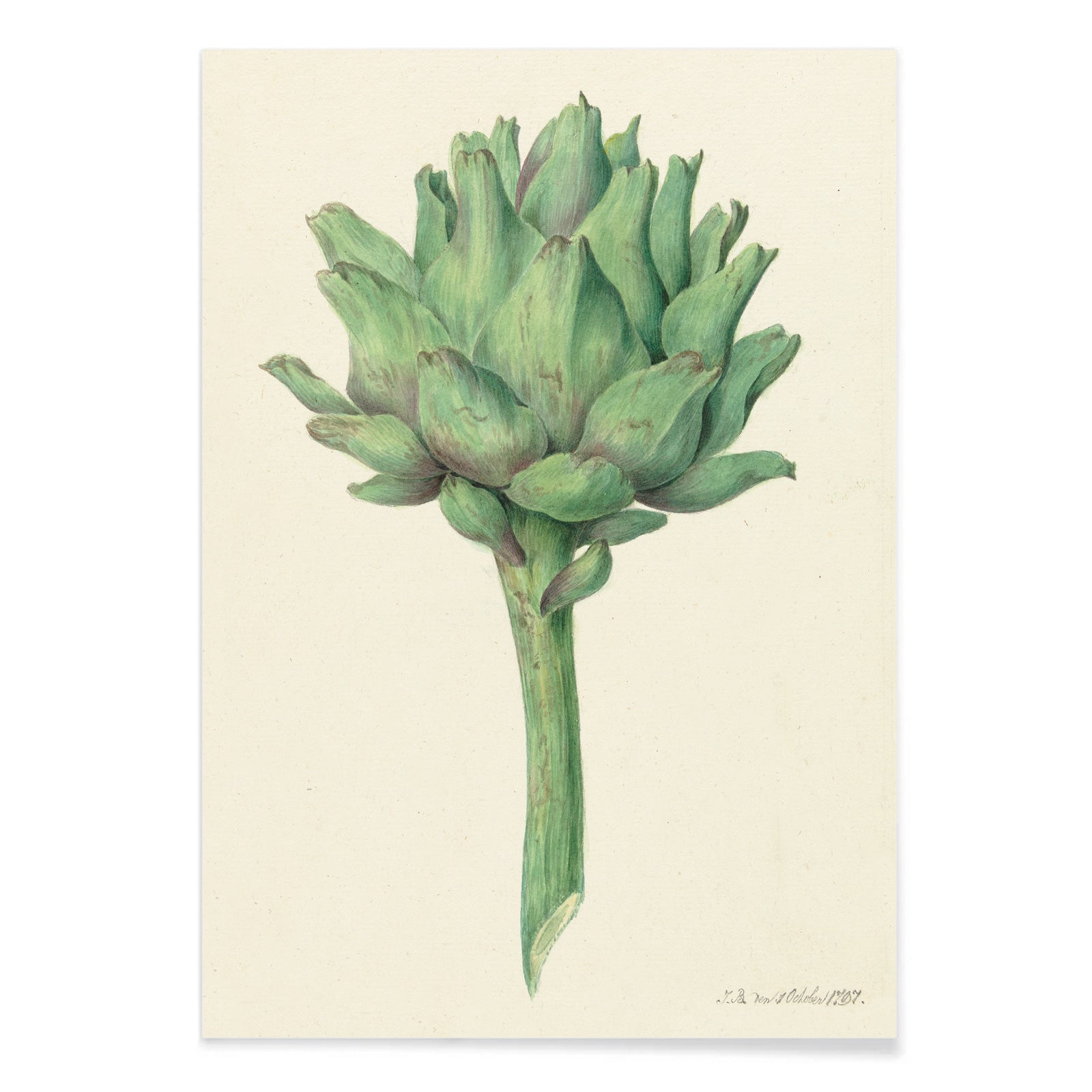 Botanical illustration poster of a green artichoke by Jean Bernard detailed artwork, with black aluminium frame on white background