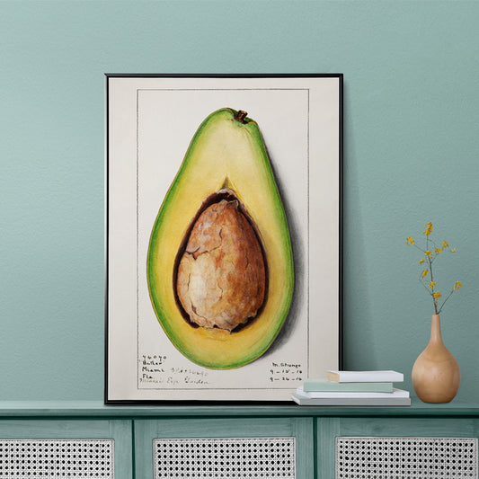 Botanical illustration and poster of a realistic avocado Persea by Amanda Almira Newton suitable for kitchen wall decor, framed and displayed in home decor
