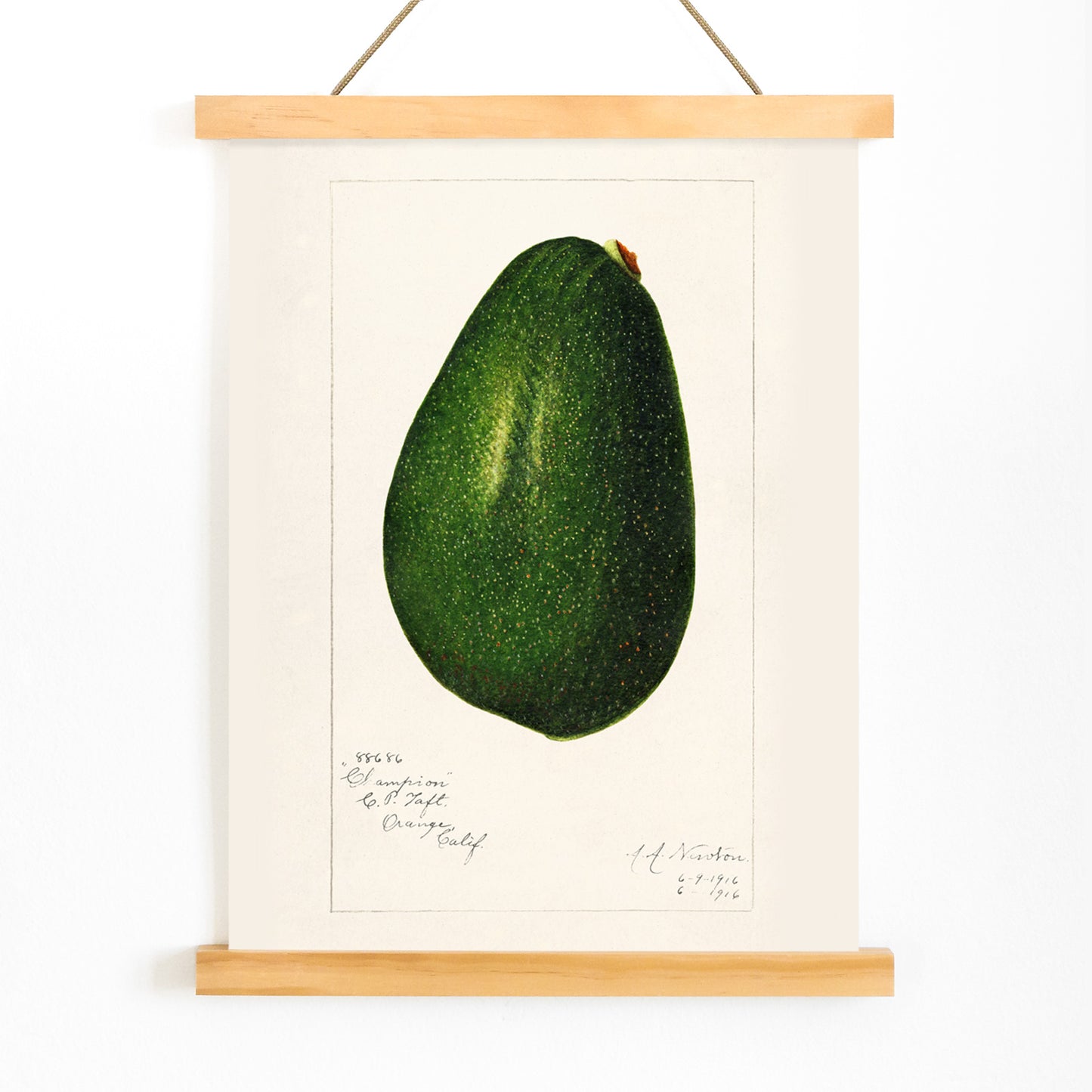 Detailed avocado illustration by Amanda Almira Newton perfect for kitchen decor poster, with wooden magnetic frame on white background