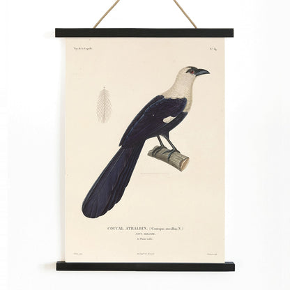 Bird perched on a branch by Louis-Isidore Duperrey from Voyage autour du monde Pl 139 illustration and poster, with wooden magnetic frame on white background