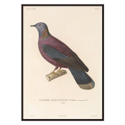 Colorful bird perched on a branch by Louis Isidore Duperrey from Voyage autour du monde Pl 148 illustration and poster, with black aluminium frame on white background