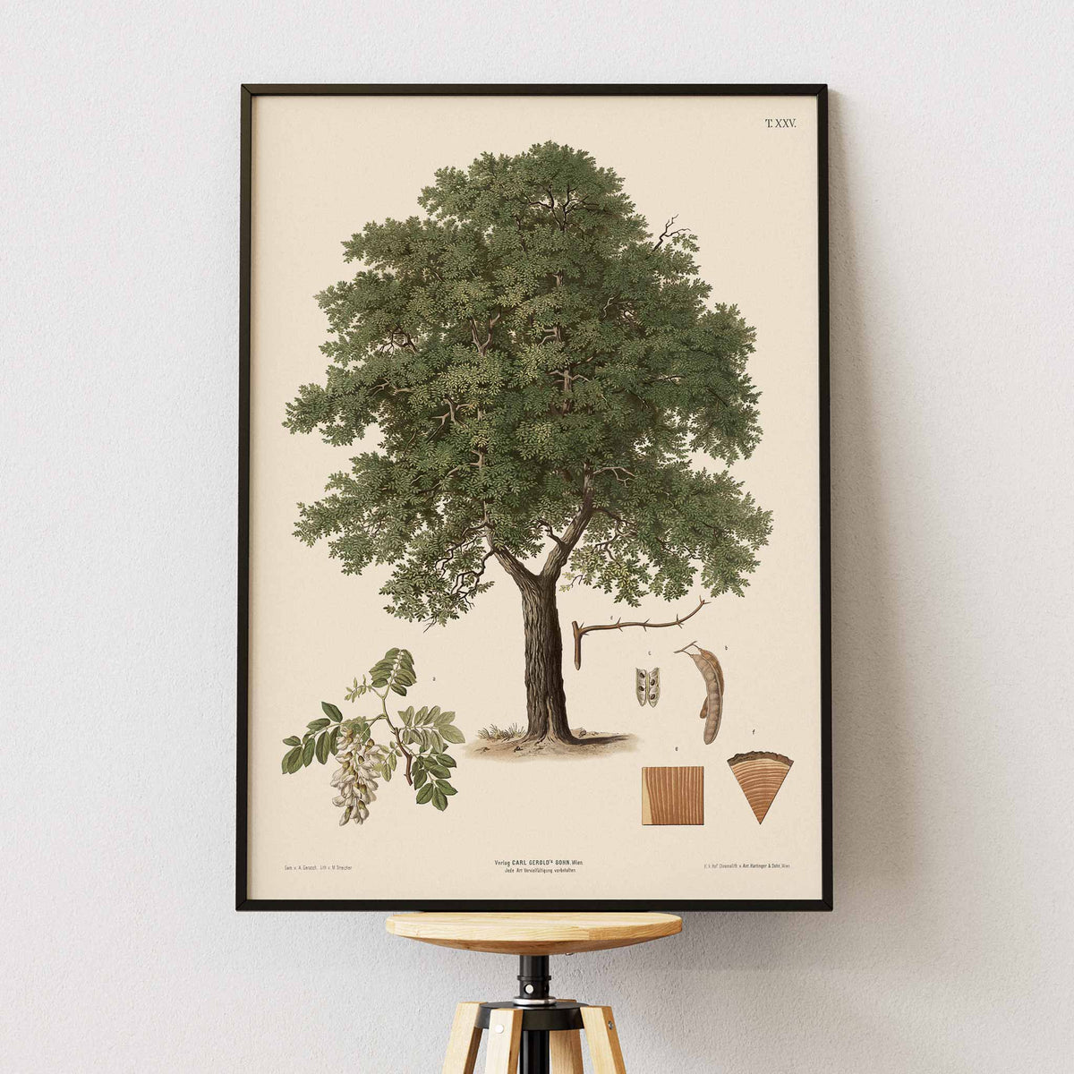 August Gerasch Black Locust Tree botanical poster with mature tree, white blossoms, seed pods, bark and leaf studies, framed and displayed in modern living room decor