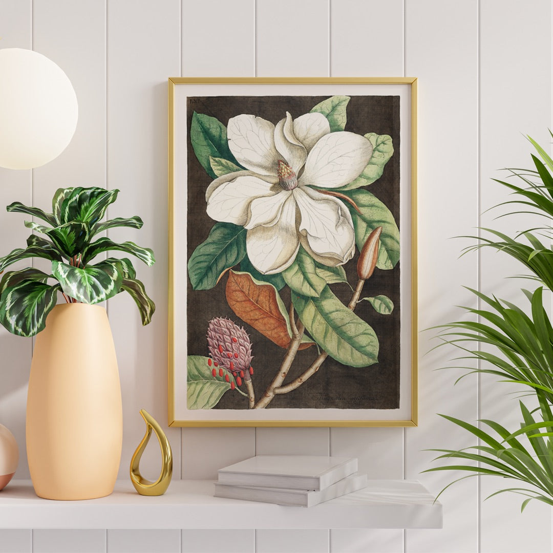 Laurel Tree Magnolia altissima botanical illustration and poster from The natural history of Carolina Florida and the Bahama Islands by Mark Catesby, framed and displayed in home decor