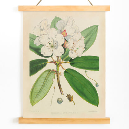 Botanical illustration of white rhododendron flowers and leaves from The Rhododendrons of Sikkim-Himalaya by Joseph Dalton Hooker poster, with wooden magnetic frame on white background
