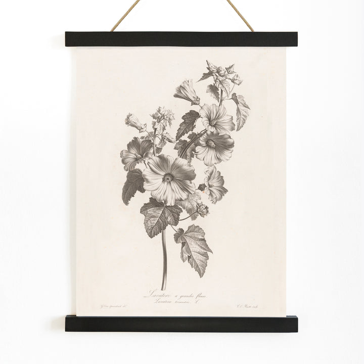 Botanical illustration and poster of large-flowered lavatera with detailed leaves and blooms by Louis Charles Ruotte artwork, with wooden magnetic frame on white background