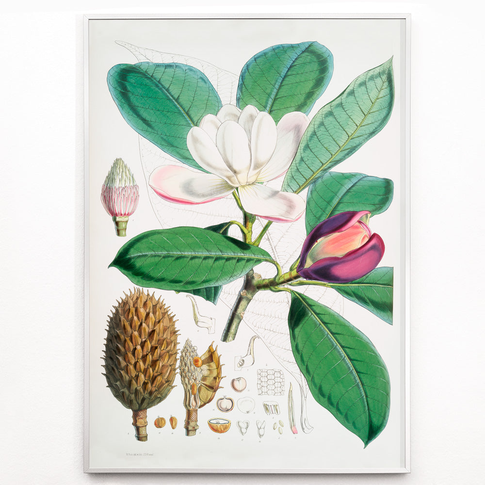 Closeup detail of Botanical illustration and poster of Talauma Hodgsoni Magnolia Hodgsonii with detailed flowers and leaves by WH Fitch from Illustrations of Himalayan plants