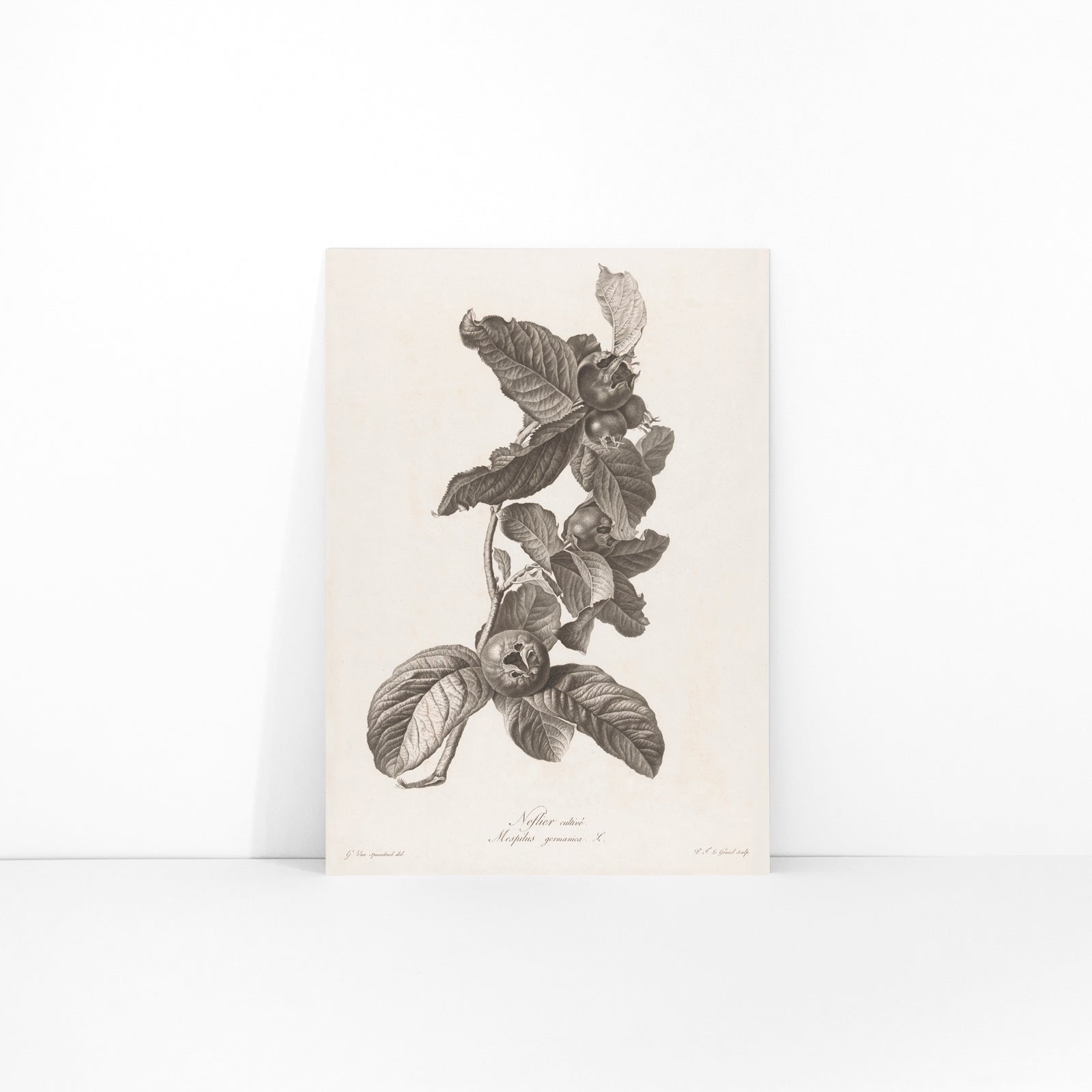 Black and white botanical illustration of medlar fruit and leaves by Pierre Francois Legrand, framed and displayed in modern living room decor