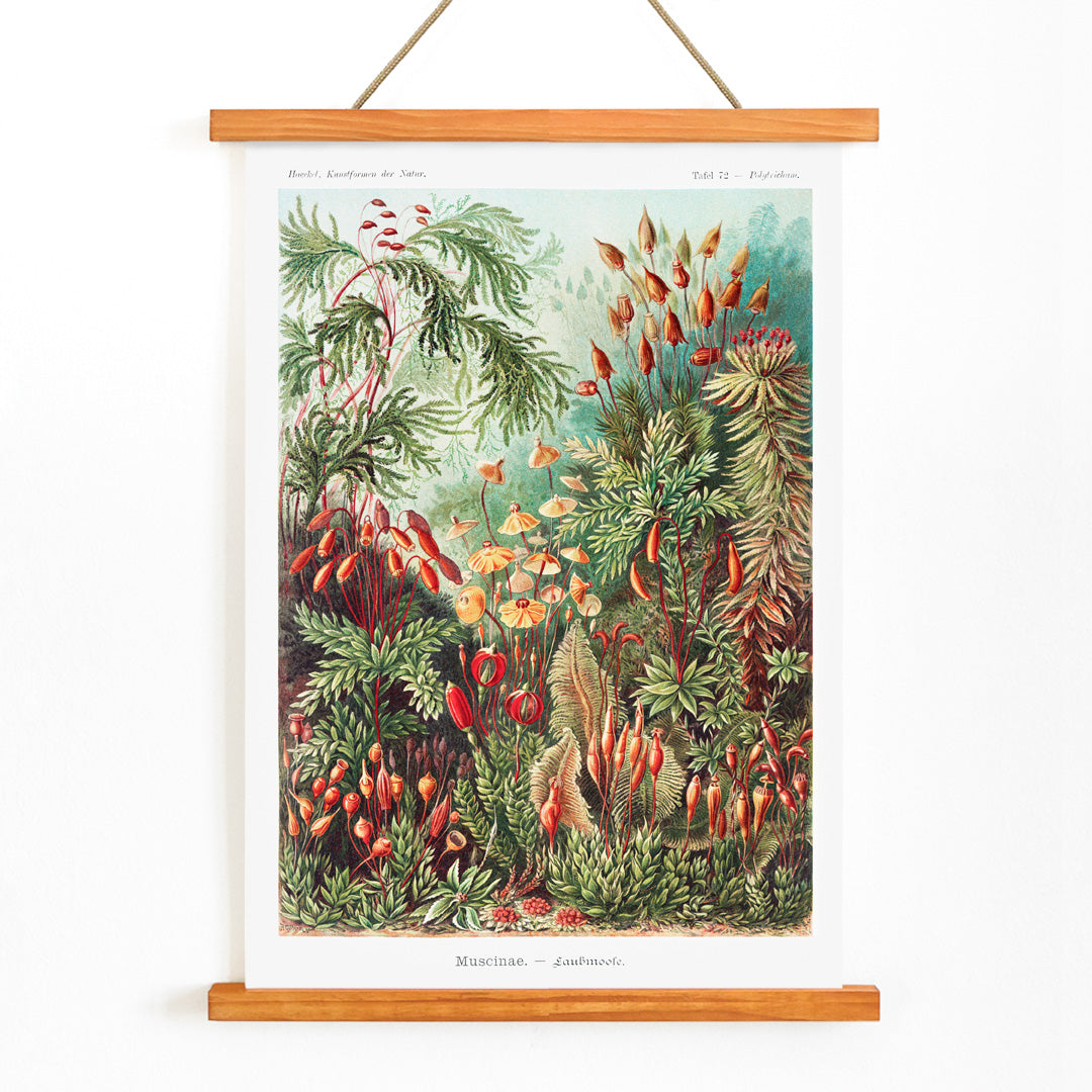 Vibrant botanical illustration of mosses plants and fungi by Ernst Haeckel Muscinae Laubmoose Kunstformen der Natur poster, with wooden magnetic frame on white background
