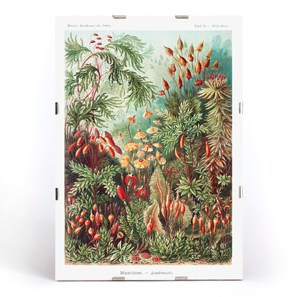 Vibrant botanical illustration of mosses plants and fungi by Ernst Haeckel Muscinae Laubmoose Kunstformen der Natur poster, framed and displayed in modern living room decor