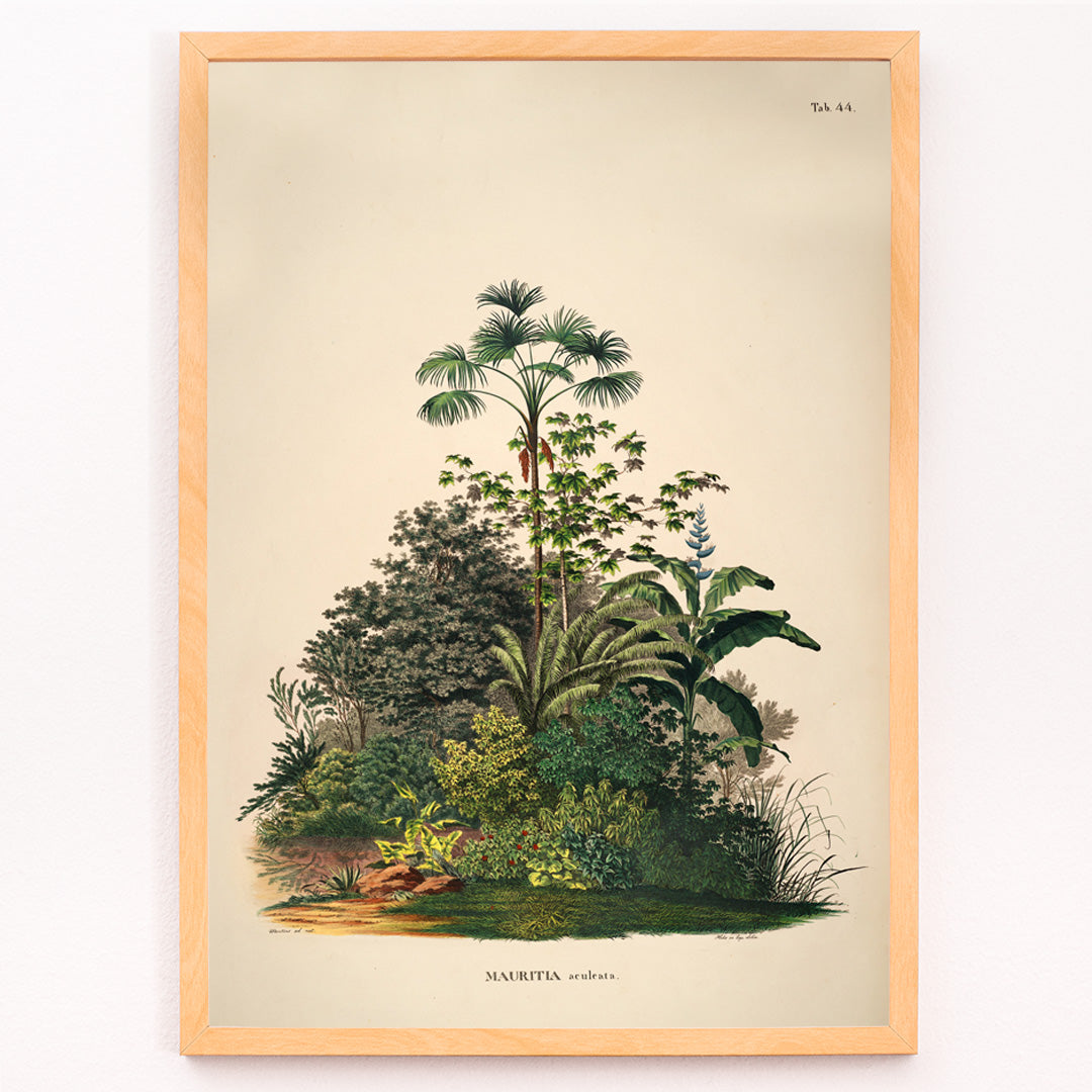 Closeup detail of Botanical illustration poster of Mauritia Armata from Historia Naturalis Palmarum by Carl Friedrich Philipp von Martius featuring detailed tropical plants