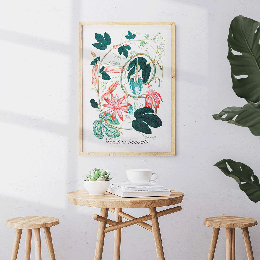Passiflora Incarnata botanical illustration and poster with vibrant green leaves and pink red flowers by artist, framed and displayed in home decor
