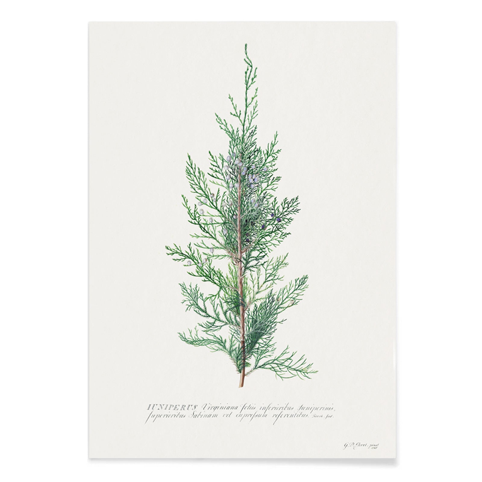 Botanical illustration of juniper branch by Georg Dionysius Ehret poster wall decor artwork, with black aluminium frame on white background