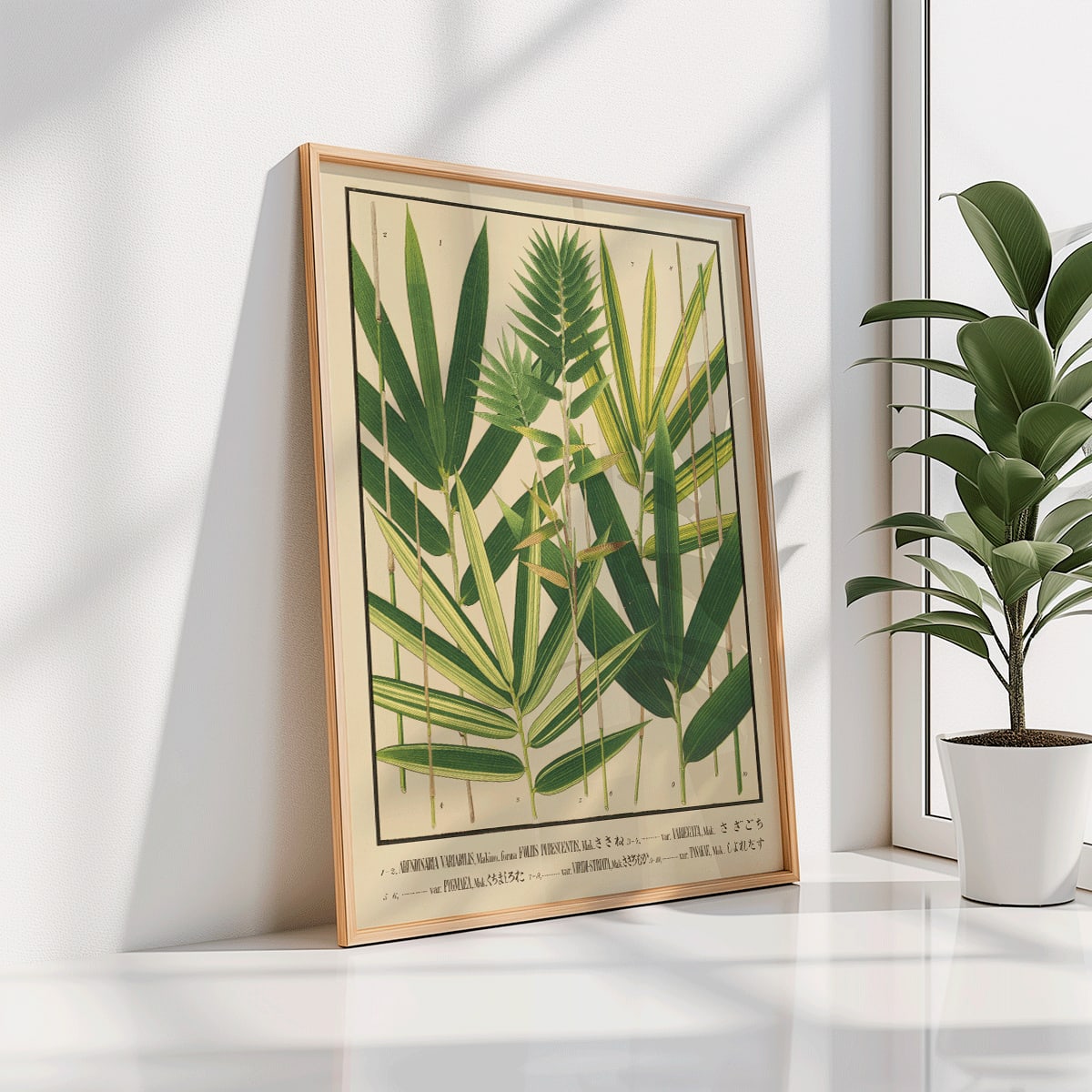 Botanical illustration and poster of Japanese bamboo species with green leaves by Yasuyoshi Shirasawa from Icones of the bamboos of Japan Nihon chikurui zufu Pl.06, framed and displayed in modern living room decor