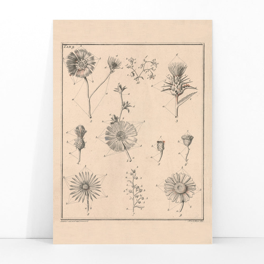 Botanical flower illustration poster by Noach van der Meer featuring detailed sketches of various species from Flowers Tab 9, framed and displayed in modern living room decor
