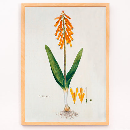 Closeup detail of Botanical illustration poster of opal flower with orange blossoms and green leaves by Robert Jacob Gordon