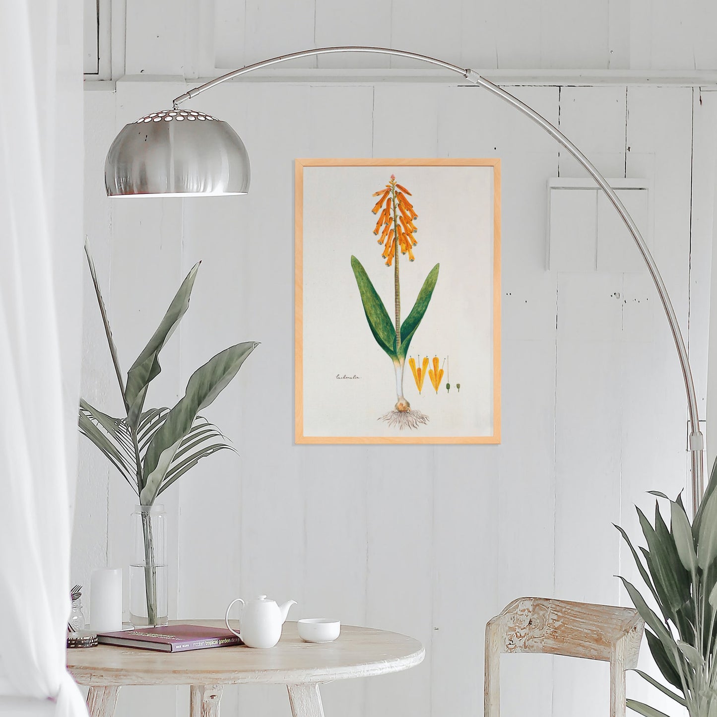 Botanical illustration poster of opal flower with orange blossoms and green leaves by Robert Jacob Gordon, framed and displayed in home decor