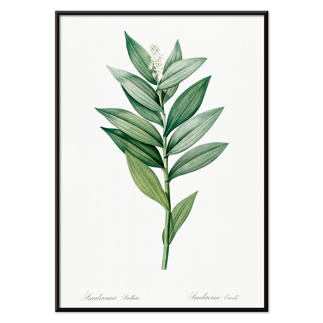 Smilacina stellata botanical illustration by Pierre-Joseph Redoute from Les liliacees featuring green leaves and white flowers, with black aluminium frame on white background