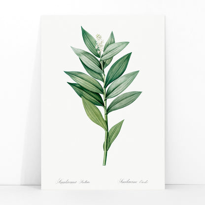 Smilacina stellata botanical illustration by Pierre-Joseph Redoute from Les liliacees featuring green leaves and white flowers, framed and displayed in modern living room decor