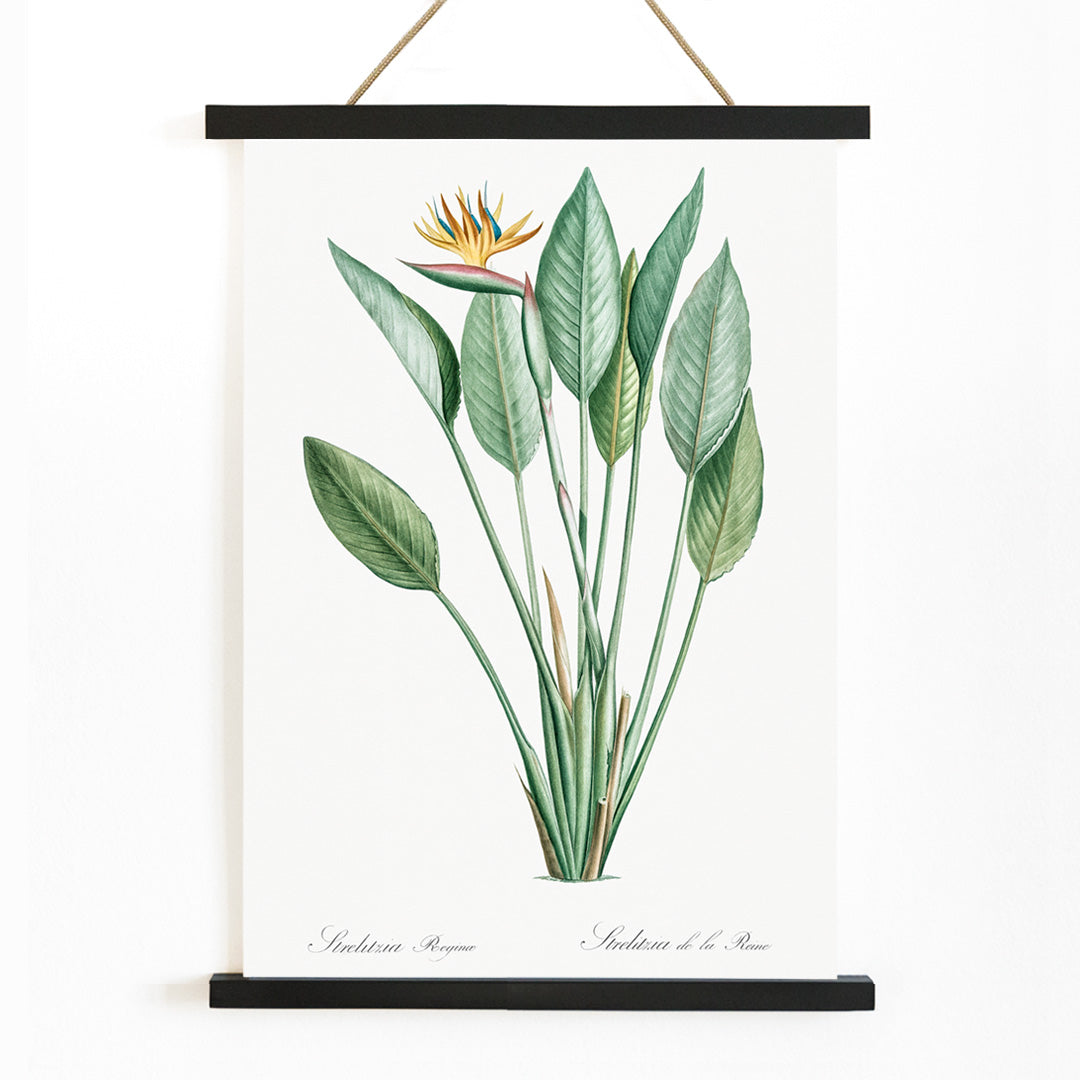 Botanical bird of paradise illustration by Pierre-Joseph Redoute from Les liliacees with green leaves poster, with wooden magnetic frame on white background