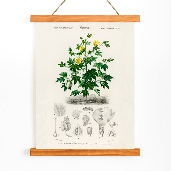 Sea Island cotton botanical illustration by Charles Dessalines D Orbigny with plant details and sketches poster, with wooden magnetic frame on white background