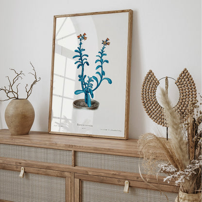 Botanical illustration poster of blue echeveria titled Brown sugar echeveria from Familie Der Cacteen by Echeveria racemosa, framed and displayed in home decor