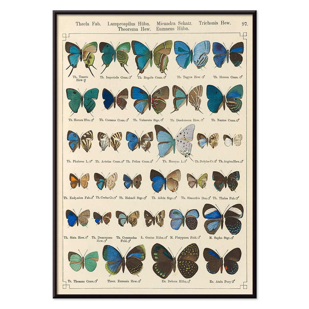 Colorful illustration of exotic butterflies in vibrant colors from Exotic butterflies Pl.097 by Otto Staudinger, with black aluminium frame on white background