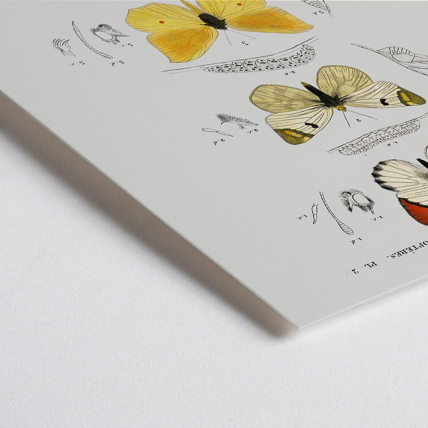 Closeup detail of Illustration and poster of butterfly species and insect life cycles by Charles Dessalines D Orbigny from Different types of butterfly