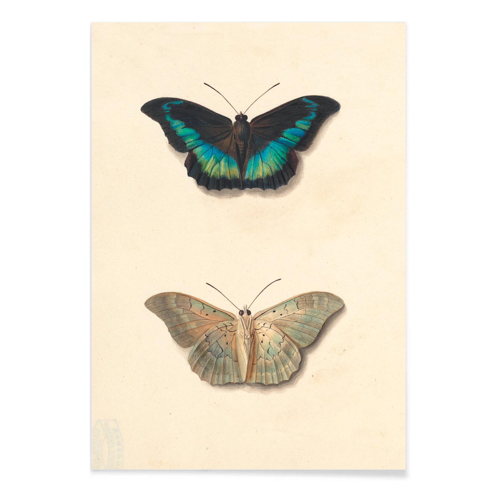 Colorful detailed butterflies by Georgius Jacobus Johannes van Os on cream background illustration and poster, with black aluminium frame on white background