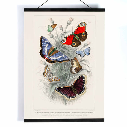 Colorful butterflies including Peacock Butterfly Purple Emperor Glanville Fritillary Green Hair Streak Silver Studded Blue and more from A History of the Earth and Animated Nature by Oliver Goldsmith poster, with wooden magnetic frame on white background
