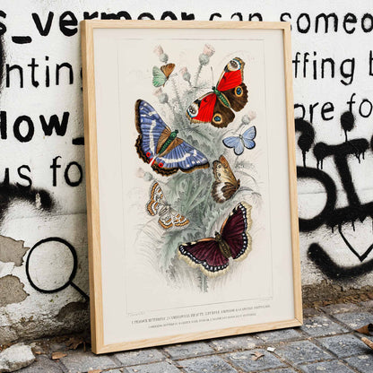 Colorful butterflies including Peacock Butterfly Purple Emperor Glanville Fritillary Green Hair Streak Silver Studded Blue and more from A History of the Earth and Animated Nature by Oliver Goldsmith poster, framed and displayed in modern living room decor