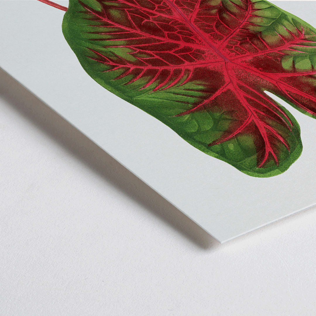 Closeup detail of Caladium bicolor plant leaf illustration by Alexander Francis Lydon from Les Plantes a Feuillage Colore botanical poster