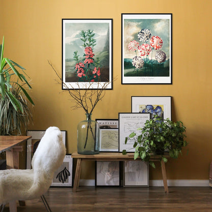 Colorful carnations botanical illustration and poster against dramatic sky by Robert John Thornton, framed and displayed in home decor